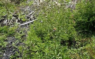 Unser Beitrag zur Umwelt mit novatree